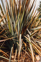 Close up of phormium tenax, New Zealand flax plant at the Seattle Arboretum