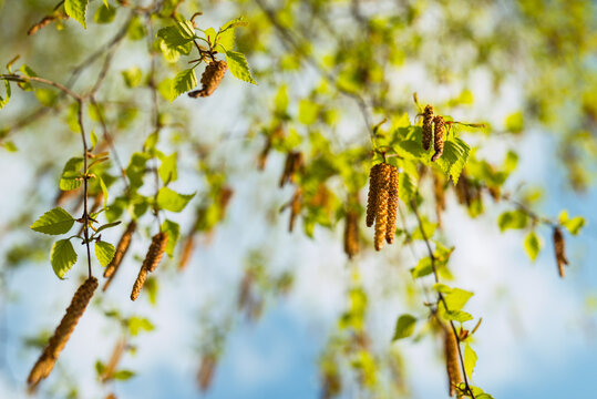 Allergy pollen of birch tree blossom in spring natural plant background