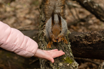 Child feeds gray fluffy squirrel nuts from his hands in spring forest.