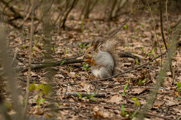 Gray fluffy squirrel holds a hazelnut in its paws and eat it in spring forest.