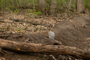 Gray fluffy squirrel holds a hazelnut in its paws and eat it in spring forest.