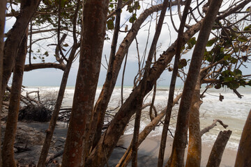 Manglar plants and trunks near to seashore at colombian beach in sunny day