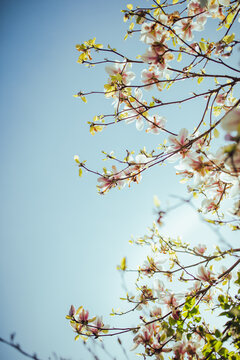 White and pink magnolia flowers on branches with blue sky background