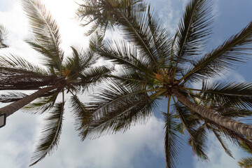 Fototapeta na wymiar Ground view of two big beach palms with blue sky at background at colombian caribbean beach