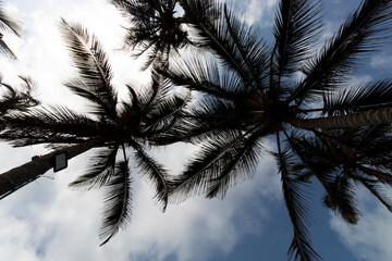 Naklejka premium Beautiful shot of two big beach palms silhouette with blue cloudy sky at background