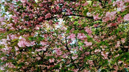 Spring is coming with more colorful flowers  on the trees in parks with green grass
