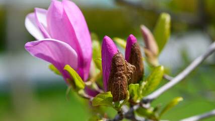 Branch of blooming magnolia with young buds