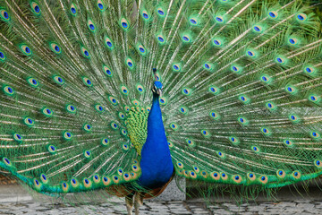 Obraz premium A beautiful peacock with a loose tail in a city park. Gorgeous peacock tail.