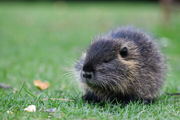 Muskrat eats a piece of carrot sitting on a green lawn in a city park