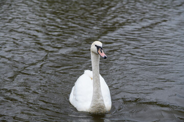 Obraz premium One beautiful white swan swimming in a pond
