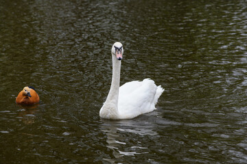 Graceful white Swan swimming in the lake, swans in the wild.