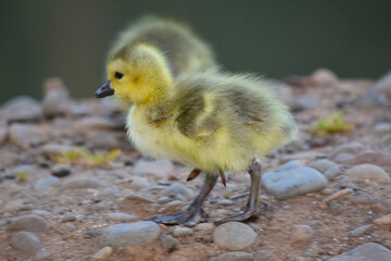 Yellow Gosling 03