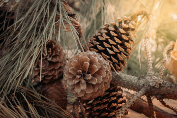Huge spruce pine cones close-up. Copy space. Sunny day