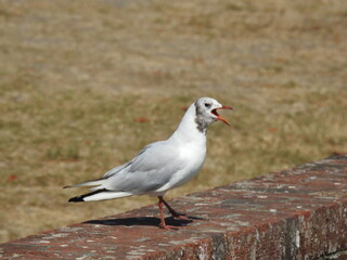 Seagull on a wall with an open beak