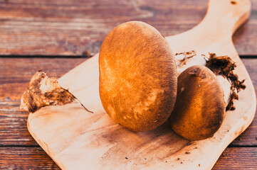 freshly collected boletus edulis over Wooden Background. Autumn Cep Mushrooms. Cooking delicious organic mushroom. Gourmet food