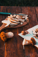 preparing fresh boletus edulis for drying over Wooden Background. Autumn Cep Mushrooms. Cooking...