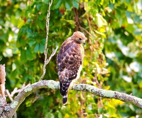 Red-tailed Hawk