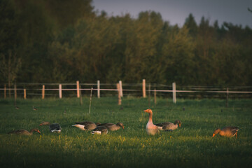 Gray geese on green grass on a sunset light of a countryside, anser anser, Wild geese