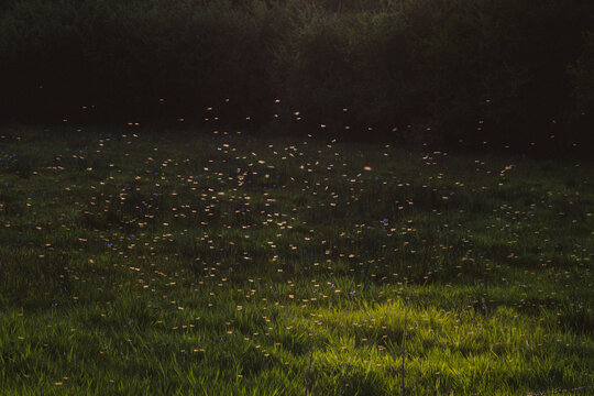 A swarm of mosquitoes in the backlight at sunset in the forest.