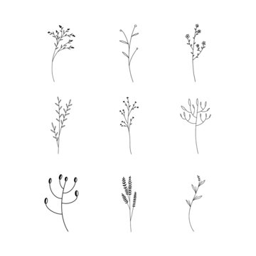 Hand drawn Set of botanical leaf doodle wildflower line art © Jakkapan