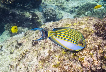 Poster Clown tang on the coral reef in Seychelles © Fyle
