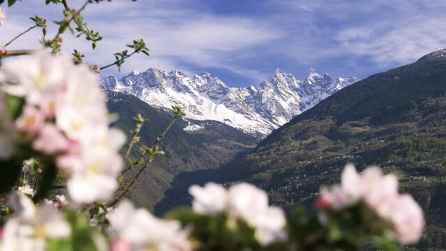 Apple blossoms in spring and snow capped mountains in the background.springtime.typical mountain landscape.valtellina italian alps