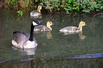 Canada Goose and Gosling in Water