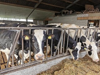 Shot of a herd of cows in an enclosure at a dairy farm in the Netherlands