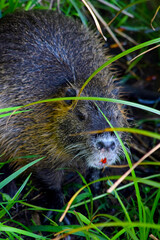 Nutria in Grass 06