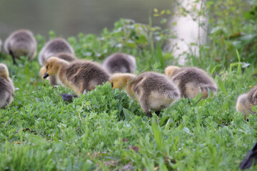 Gosling in Grass 06