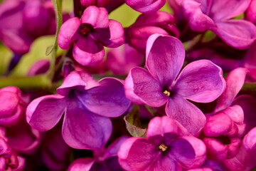 Naklejka na ściany i meble Purple Lilac Floret 01