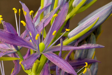 Camassia Purple Floret 02