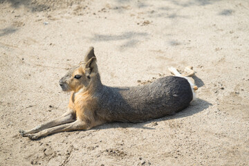The mara is a genus Dolichotis of the cavy family of rodents. They are the sole extant representatives of the subfamily Dolichotinae