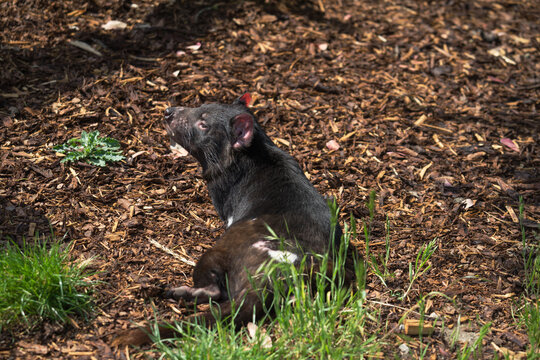 Tasmanian devil or Sarcophilus harrisii is a carnivorous marsupial of the family Dasyuridae