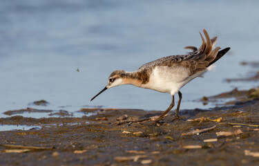 Wilson's phalarope (Phalaropus tricolor) feeding at tidal marsh during migration, Galveston, Texas, USA.