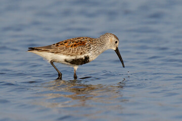 Dunlin (Calidris alpina) feeding at tidal marsh during migration, Galveston, Texas, USA.