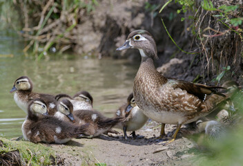 American wood duck (Aix sponsa) female with ducklings, Brazoria county, Texas, USA.