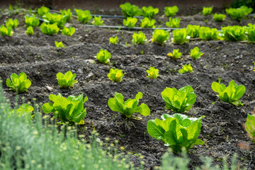 Ecological field of fresh lettuce surrounded by aromatic herbs