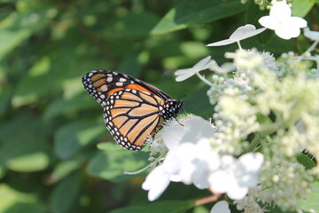 monarch butterfly on a flower
