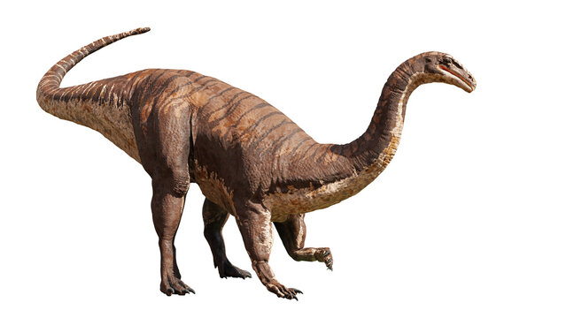 Plateosaurus engelhardti, prosauropod dinosaur from the Late Triassic epoch, isolated on white background 