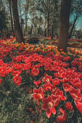 red tulips in the park
