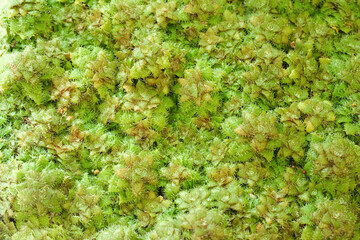 Crassula setulosa background, natural green dense plant mat
