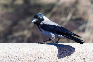 Crow or Corvus corone cornix bird sits on stone parapet and looking at camera