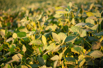 Green soybean field close-up