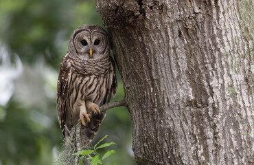 Fototapeta premium A barred owl in the Everglades, Florida 