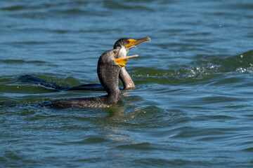 Cormorant Snacking