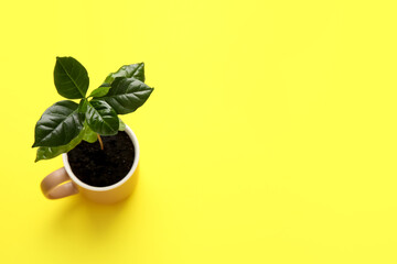 Young coffee tree in cup on yellow background