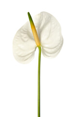 Beautiful anthurium flower on white background
