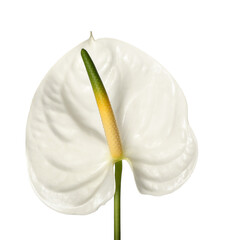 Beautiful anthurium flower on white background
