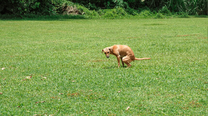Brown stray dog pooping on a grassy field. Dog in the park. Dog shit - obrazy, fototapety, plakaty